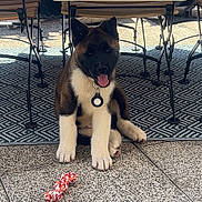 Amarok participe au concours pour gagner de l'argent avec cette photo : animal, black, brown, chair, collar, cute, dog, domestic, floor, happy, indoor, pet, playful, puppy, rug, sitting, tongue_out, toy, white, young