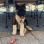 puppy, dog, toy, floor, chair, rug, indoor, pet, playful, animal, brown, white, black, sitting, tongue_out, collar, cute, young, happy, domestic