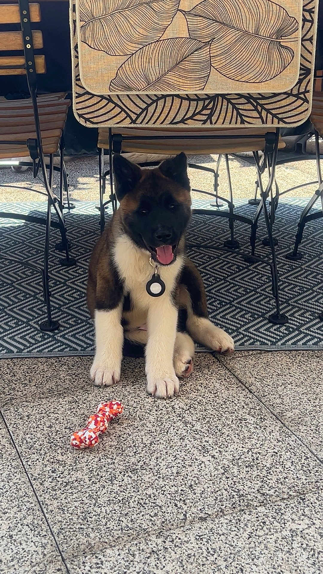 Amarok
