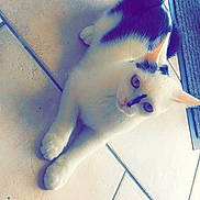 Osiris a rejoint le concours — aidez-le/la à gagner de superbes lots ! canidae, carnivore, dog, dog_breed, fawn, french_bulldog, non_sporting_group, tail