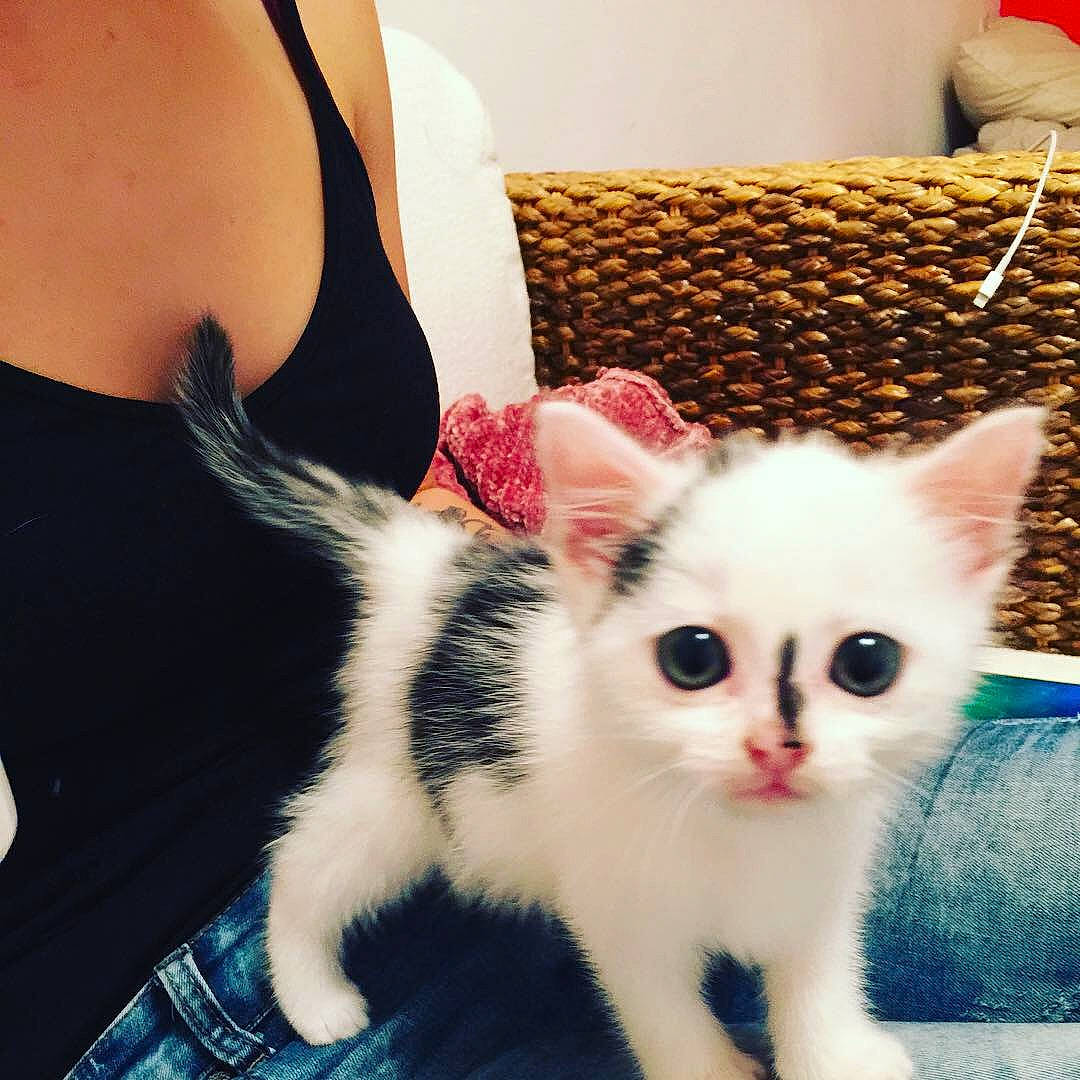 Osiris a rejoint le concours — aidez-le/la à gagner de superbes lots ! american_shorthair, american_wirehair, asian, carnivore, cat, domestic_short_haired_cat, ear, european_shorthair, eye, felidae, kitten, leg, mammal, munchkin, person, skin, small_to_medium_sized_cats, turkish_angora, turkish_van, vertebrate