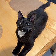 Ares a rejoint le concours — aidez-le/la à gagner de superbes lots ! cat, kitten, black_cat, white_paws, white_chest, stretching, table, wooden_table, placemat, indoor, furniture, curious, pet, animal, domestic, cute, young_cat, whiskers, ears, tail