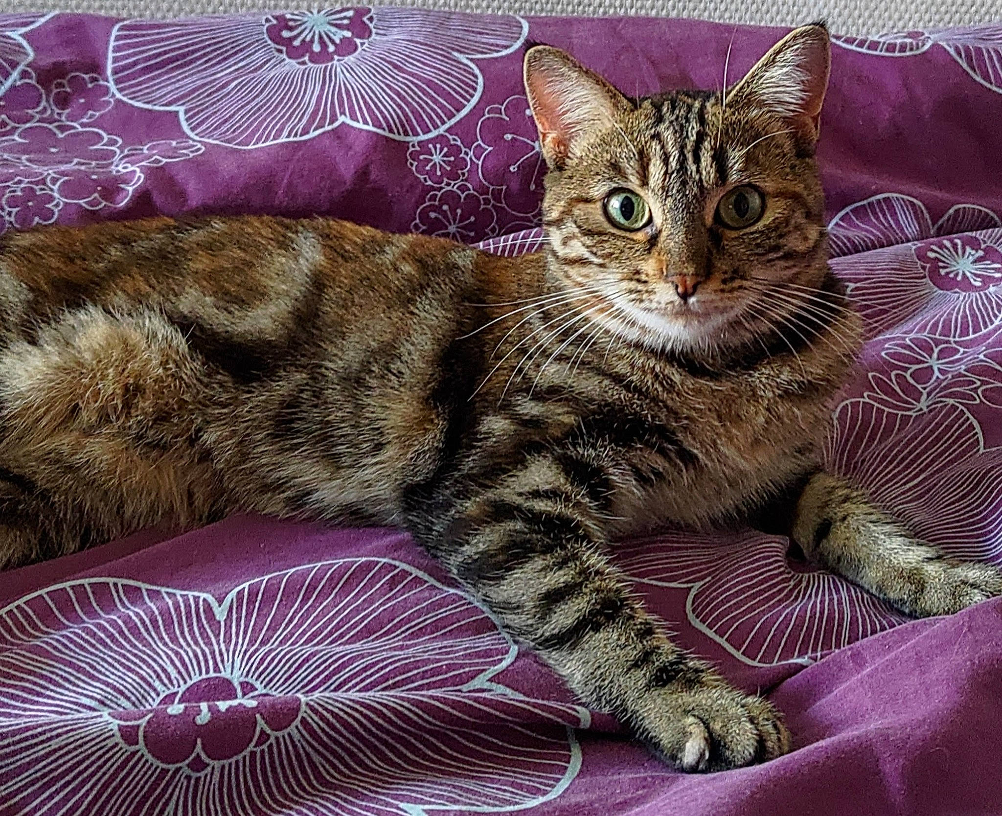 Artémis participe au concours pour gagner de l'argent avec cette photo : art, carnivore, cat, felidae, fur, magenta, pattern, paw, pet_supply, small_to_medium_sized_cats, snout, terrestrial_animal, whiskers