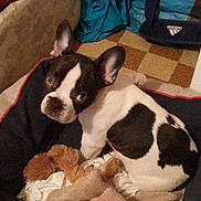 Diego participe au concours pour gagner de l'argent avec cette photo :