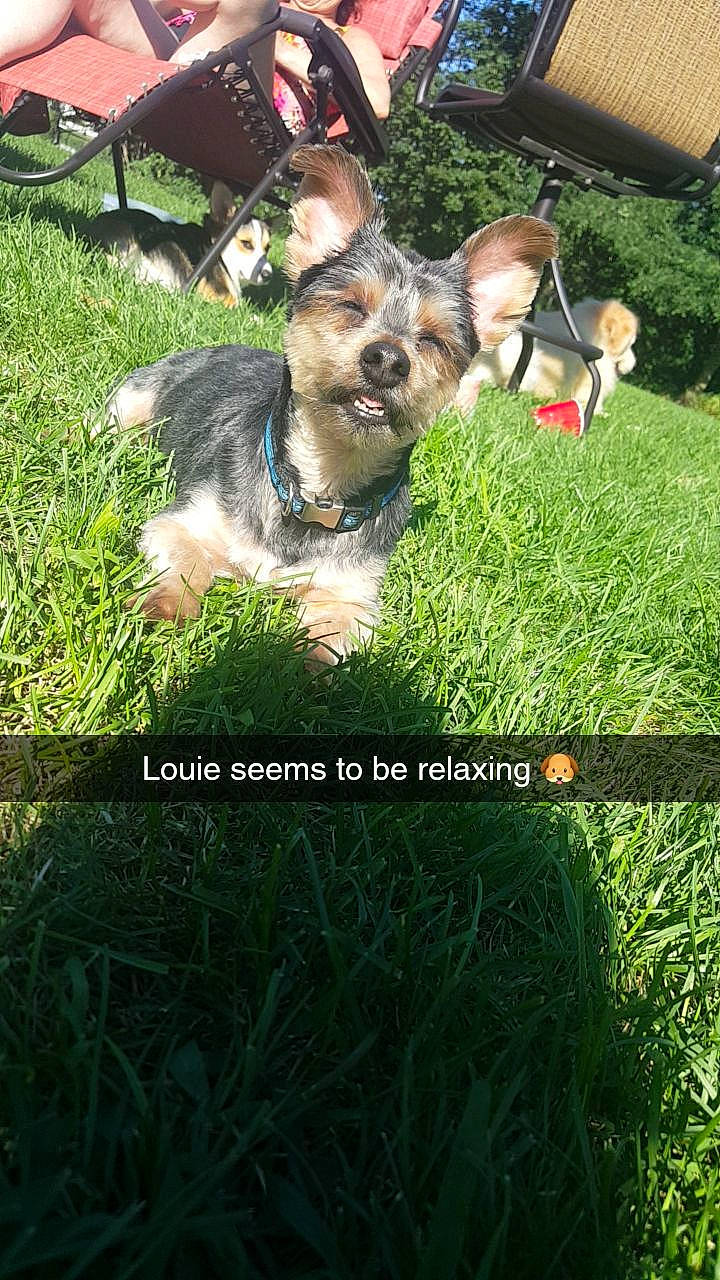 Louie is registered to the contest to win money with this photo: advertising, carnivore, companion_dog, corgi_chihuahua, dog, dog_breed, font, grass, grassland, groundcover, happy, lawn, leisure, people_in_nature, photo_caption, plant, sporting_group, terrestrial_plant, toy_dog, yard