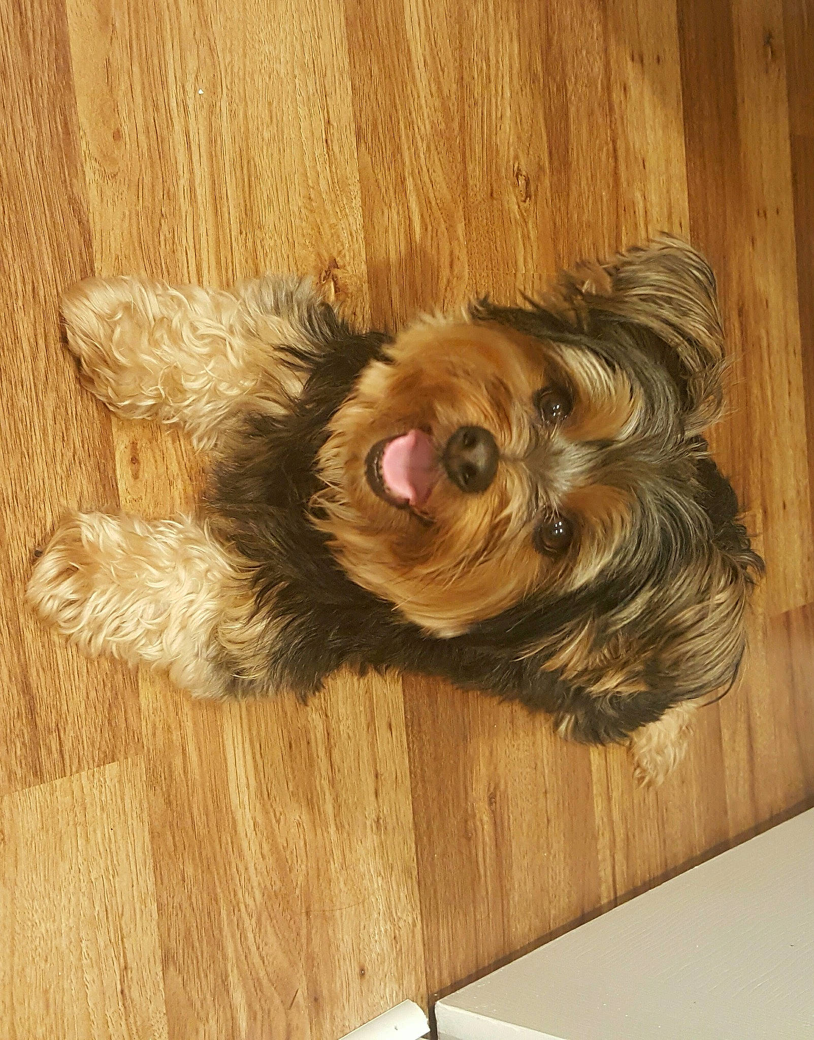 Louie joined the competition — help win amazing prizes! canidae, carnivore, companion_dog, dog, dog_breed, ear, fawn, felidae, flooring, fur, hardwood, liver, pet_supply, snout, sporting_group, tail, toy_dog, wood, wood_stain, working_animal