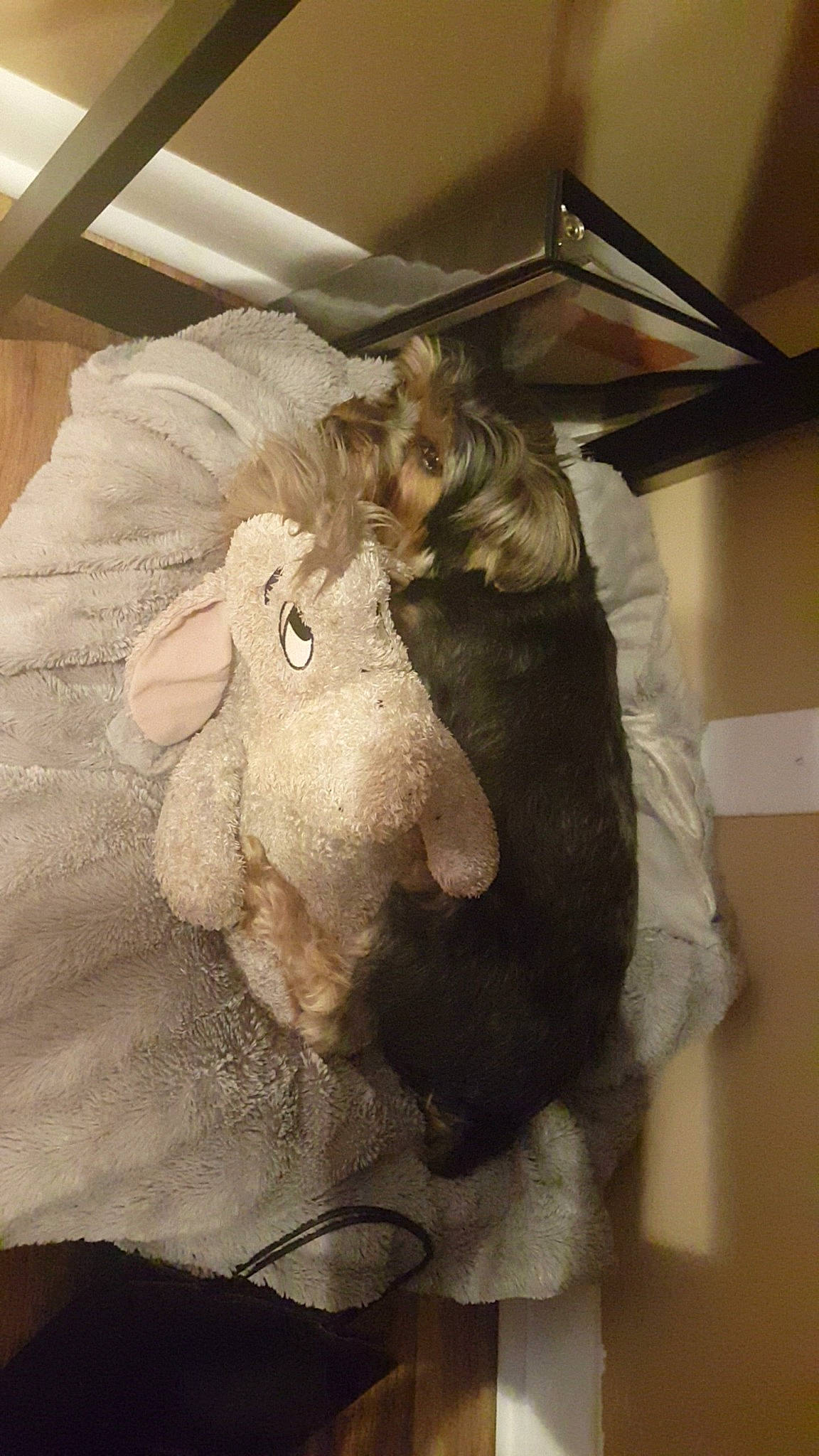 Louie joined the competition — help win amazing prizes! art, companion_dog, dog_breed, fawn, felidae, fur, goat_antelope, livestock, plush, room, selfie, sheep, snout, stuffed_toy, tail, textile, toy, wood, wool, working_animal