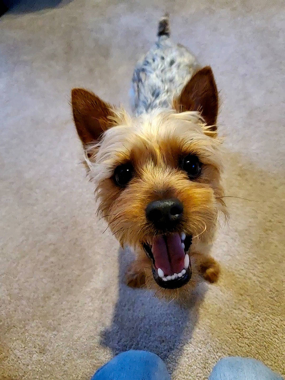 Romeo is registered to the contest to win money with this photo: australian_terrier, biewer_terrier, canidae, carnivore, companion_dog, denim, dog, dog_breed, dog_supply, fawn, fur, maltepoo, paw, small_terrier, sporting_group, terrier, toy_dog, working_animal, yorkipoo, yorkshire_terrier