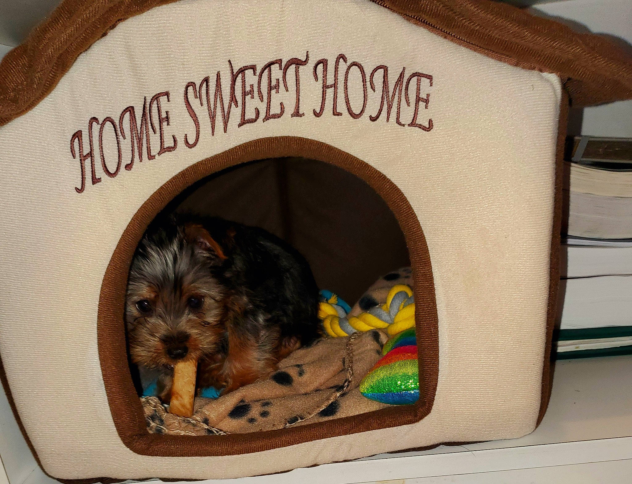 Romeo is registered to the contest to win money with this photo: arch, canidae, carnivore, companion_dog, dog, dog_breed, dog_crate, dog_supply, fawn, font, fur, pet_supply, rat, rodent, snout, sporting_group, terrestrial_animal, toy, wood, working_animal