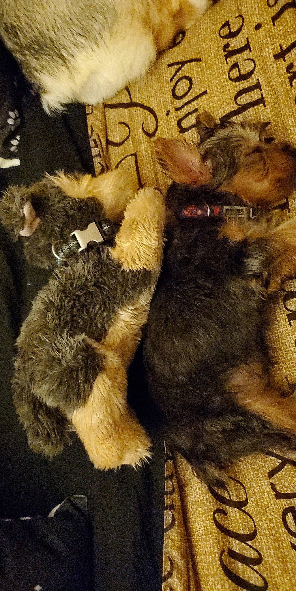 Romeo is registered to the contest to win money with this photo: animal_product, brown, canidae, claw, companion_dog, dog_breed, fashion_accessory, fawn, felidae, fur, fur_clothing, liver, natural_material, paw, small_to_medium_sized_cats, snout, sporting_group, tail, toy, wool