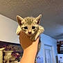 Echo is registered to the contest to win money with this photo: kitten, cat, hand, indoor, cute, pet, animal, young, fur, whiskers, ears, eyes, person, home, wall, painting, kitchen, door, refrigerator, curious