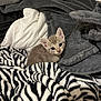 Echo is registered to the contest to win money with this photo: kitten, cat, blanket, zebra_stripe, soft, cozy, fur, small, cute, animal, indoor, pet, resting, young, feline, texture, comfort, pile, curious, ears