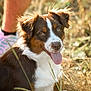 animal, brown_and_white, canine, closeup, daytime, dog, fur, grass, happy, nature, outdoor, person_leg, pet, playful, sitting, sneaker, summer, sunlight, tongue_out, young_dog