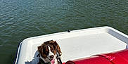 Gelato a rejoint le concours — aidez-le/la à gagner de superbes lots ! blue_sky, canine, dog, footwear, greenery, happy, human_feet, lake, leash, nature, outdoor, paddle_boat, pet, relaxation, sandals, summer, sunny, tongue_out, trees, water
