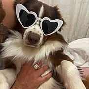 Gelato a rejoint le concours — aidez-le/la à gagner de superbes lots ! accessory, animal, brown_and_white, calm, close_up, companionship, cozy, curtains, cute, dog, fashion, fluffy, hand, heart_shaped_sunglasses, indoor, person, pet, portrait, ring, tattoo
