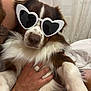 accessory, animal, brown_and_white, calm, close_up, companionship, cozy, curtains, cute, dog, fashion, fluffy, hand, heart_shaped_sunglasses, indoor, person, pet, portrait, ring, tattoo
