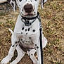 Ava a rejoint le concours — aidez-le/la à gagner de superbes lots ! dalmatian, puppy, dog, black_spots, leash, sitting, outdoor, grass, pet, animal, ears, nose, collar, young_dog, close_up, canine, domestic_animal, spotty, fur, eyes
