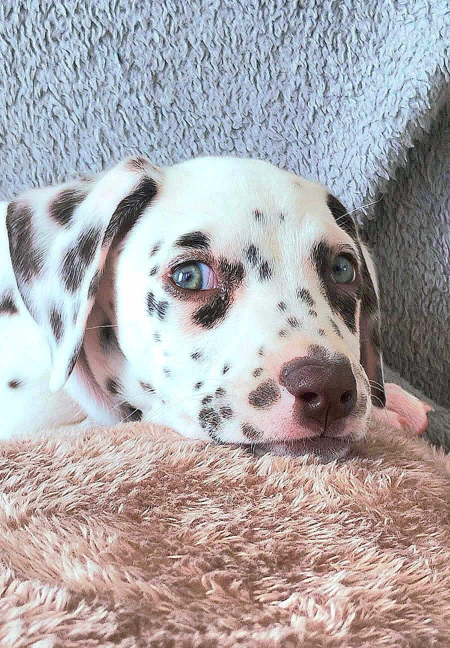 Ava a rejoint le concours — aidez-le/la à gagner de superbes lots ! dalmatian, puppy, dog, close_up, resting, soft, fluffy, blanket, spots, cute, animal, pet, cozy, texture, fur, laying, portrait, indoors, young, sleepy