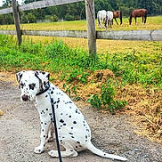 Ava participe au concours pour gagner de l'argent avec cette photo : dalmatian, dog, puppy, leash, gravel_path, wooden_fence, grass, greenery, horses, grazing, countryside, outdoor, nature, field, trees, sky, animal, pet, sitting, calm