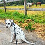 dalmatian, dog, puppy, leash, gravel_path, wooden_fence, grass, greenery, horses, grazing, countryside, outdoor, nature, field, trees, sky, animal, pet, sitting, calm