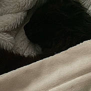 Phoenix joined the competition — help win amazing prizes! cat, black_cat, blanket, sleeping, cozy, fur, pet, indoor, resting, soft, warm, comfort, dark, animal, quiet, nap, cute, feline, fur_texture, relaxation