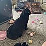 Phoenix joined the competition — help win amazing prizes! black_cat, cat_toys, carpet, heater, pink_towel, food_bowl, stuffed_toy, floor, home_interior, religious_sign, person_leg, colorful_toys, pet, indoor, furniture, animal, cozy, domestic, curtain, electrical_cord