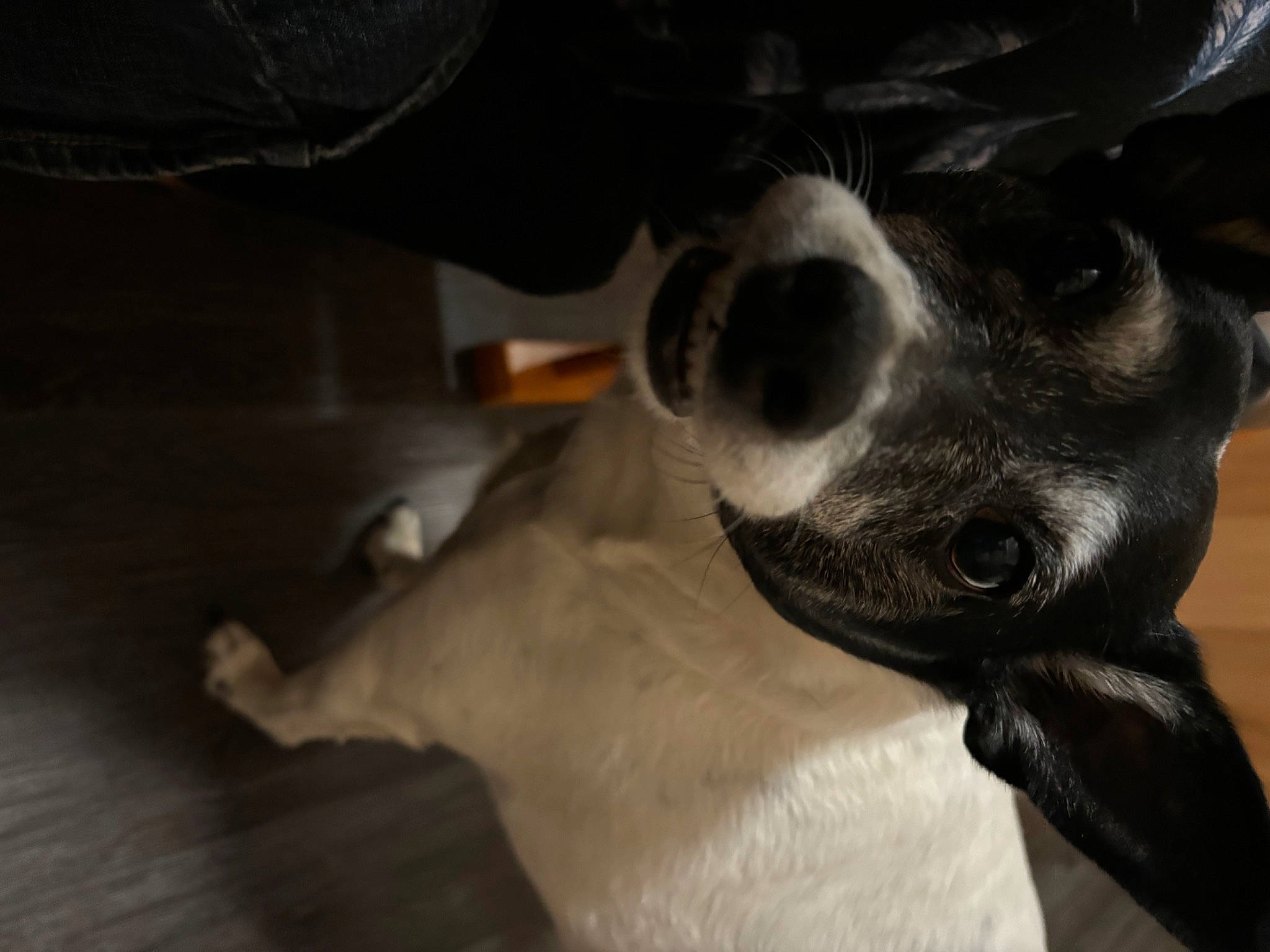 Kiwi is registered to the contest to win money with this photo: canidae, carnivore, collar, companion_dog, dog, dog_breed, dog_collar, ear, fawn, fur, guard_dog, non_sporting_group, paw, snout, sporting_group, whiskers, wood, working_animal, working_dog