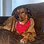 dog, bandana, brown_couch, indoor, pet, canine, fur, relaxed, animal, companion, domestic_animal, portrait, sitting, looking_away, cozy, furniture, home, paw, snout, ears