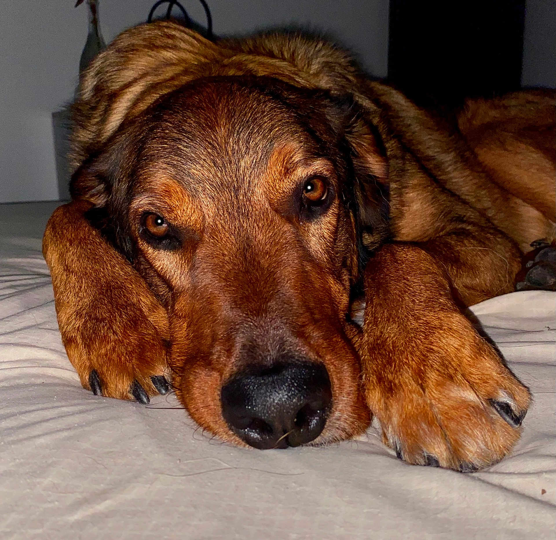 Thor a rejoint le concours — aidez-le/la à gagner de superbes lots ! dog, animal, pet, brown_fur, close_up, lying_down, paws, face, eyes, nose, indoor, bed, resting, sleepy, fur, canine, portrait, relaxed, domestic_animal, mammal