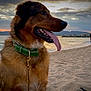 Thor a rejoint le concours — aidez-le/la à gagner de superbes lots ! dog, beach, sand, sunset, sea, collar, tongue_out, canine, outdoor, animal, water, sky, clouds, person, ferris_wheel, leash, walking, nature, scenic, relaxation