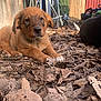 puppy, dog, brown_fur, outdoor, leaves, resting, curious, animal, pet, nature, wooden_fence, garden, backyard, sunlight, closeup, cute, young_dog, fall_leaves, canine, relaxed