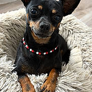 Rayna a rejoint le concours — aidez-le/la à gagner de superbes lots ! animal, beaded_collar, black_dog, canine, companion, curious, cute, dog, domestic_animal, ears, floor, fluffy_bed, indoor, paws, pet_bed, portrait, resting, small_dog, tan_markings, wooden_floor