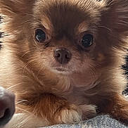 Jelly is registered to the contest to win money with this photo: dog, chihuahua, pet, brown_fur, cute, small_dog, animal, ears, eyes, nose, fur, face, portrait, closeup, indoor, blanket, texture, cozy, companion, canine