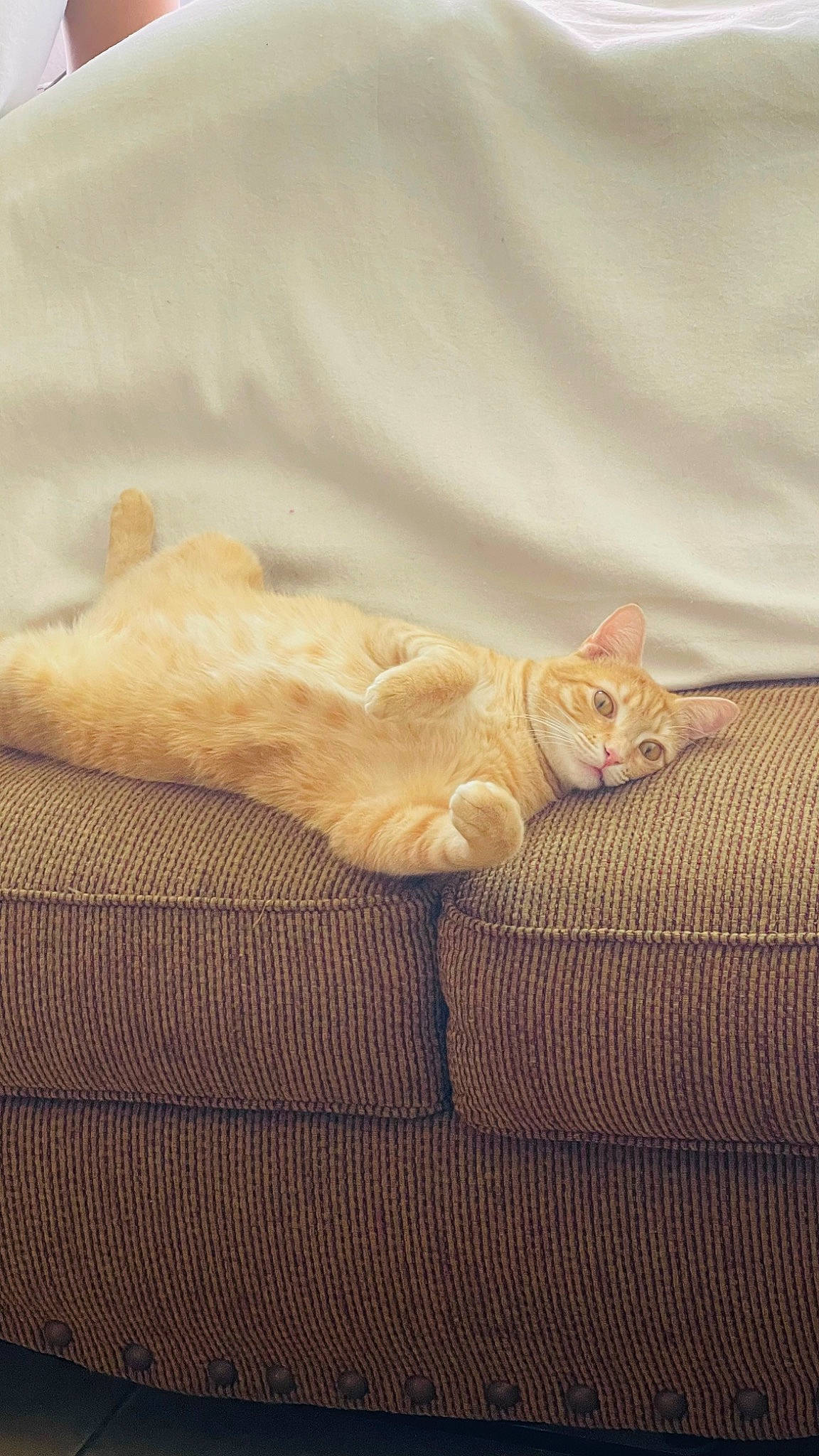 Sacha is registered to the contest to win money with this photo: bedding, carnivore, cat, claw, comfort, couch, domestic_short_haired_cat, fawn, felidae, fur, grey, hardwood, linens, paw, small_to_medium_sized_cats, snout, tail, terrestrial_animal, whiskers, wood