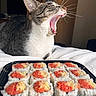 bed, blanket, cat, close_up, dining, feline, indoor, mouth_open, pet, portrait, raw_fish, rice, sleepy, sushi, sushi_rolls, teeth, tongue, tray, whiskers, yawning_cat