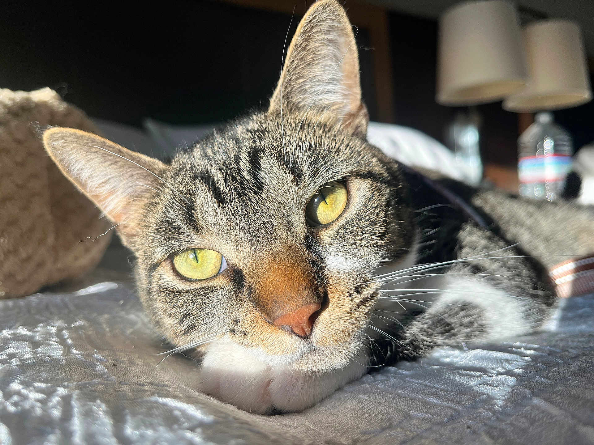 Phara is registered to the contest to win money with this photo: cat, tabby_cat, pet, close_up, whiskers, yellow_eyes, bed, blanket, indoor, sunlight, portrait, cute, feline, ear, nose, fur, paw, lamp, water_bottle, cozy