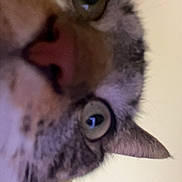 Phara joined the competition — help win amazing prizes! blurred, cat, ceiling, close_up, curious, ears, eyes, feline, fur, indoor, macro, nose, pet, portrait, stare, surprised, tabby, tilted, wall, whiskers