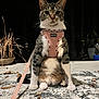 Phara joined the competition — help win amazing prizes! cat, feline, pet, harness, leash, pink_harness, sitting, portrait, whiskers, paws, ears, tabby, white_chest, night, backyard, plant_pot, leaves, rug, concrete, curious