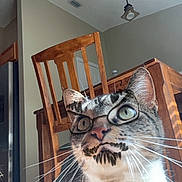 Phara is registered to the contest to win money with this photo: cat, feline, tabby, whiskers, drawn_glasses, drawn_mustache, indoor, wooden_chair, table, kitchen, light_fixture, ceiling, portrait, pet, close_up, green_eyes, ears, nose, sunlit, domestic_animal