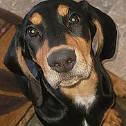 Salem is registered to the contest to win money with this photo: animal, black_and_tan, canine, carpet, close_up, curious, cute, dog, domestic_animal, ears, floor, friendly, indoors, looking_up, mammal, nose, pet, portrait, sitting, whiskers