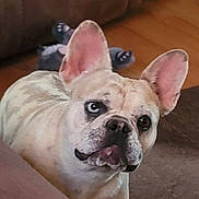 Stella joined the competition — help win amazing prizes! dog, french_bulldog, pet, indoor, couch, ears, tongue, blue_eye, brown_eye, floor, plush_toy, curious, close_up, animal, mammal, companion, domestic, face, looking, blurred_background
