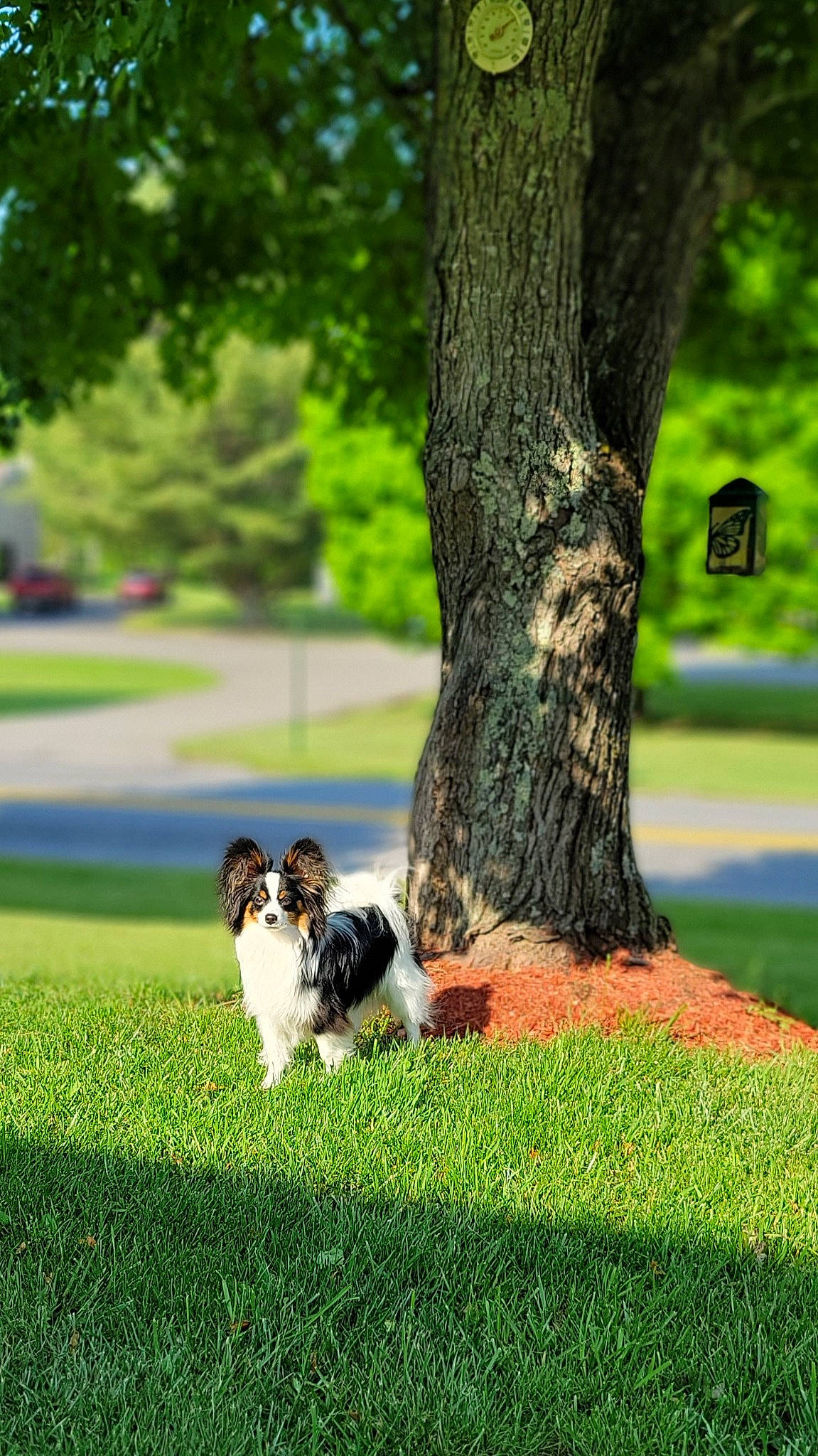 Torch joined the competition — help win amazing prizes! canidae, carnivore, companion_dog, dog, dog_breed, garden, grass, groundcover, landscape, lawn, leisure, mammal, plant, sporting_group, tail, tints_and_shades, toy_dog, tree, trunk, woody_plant