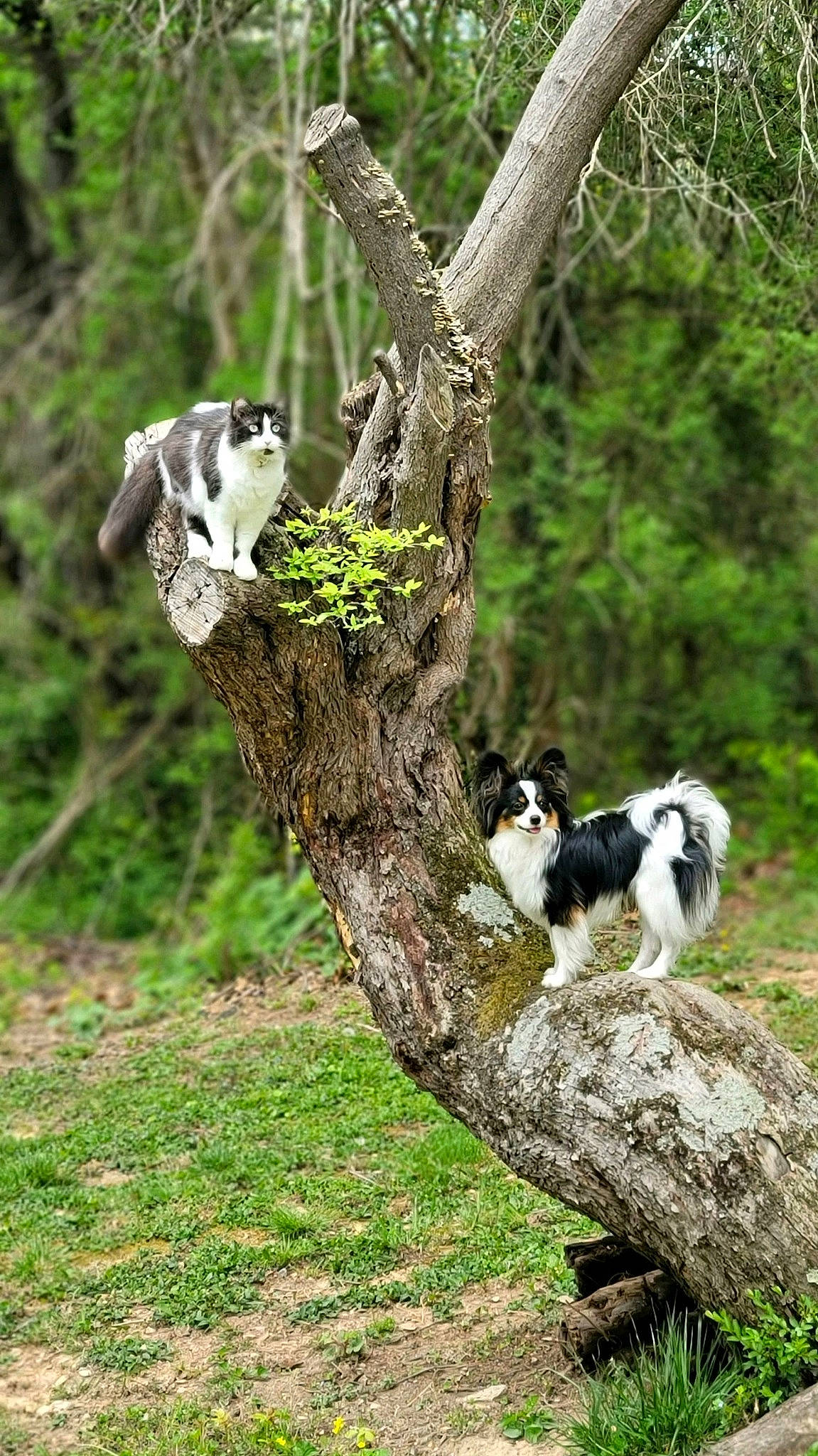 Torch is registered to the contest to win money with this photo: beak, canidae, carnivore, dog, dog_breed, grass, landscape, mammal, natural_landscape, pasture, plant, sporting_group, tail, terrestrial_animal, tree, trunk, twig, vertebrate, wildlife, wood