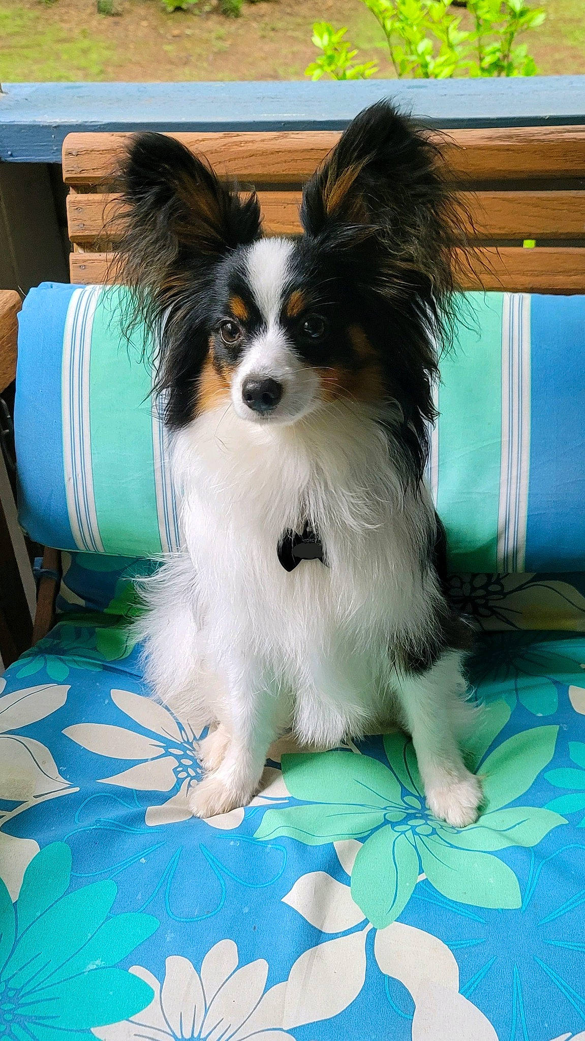 Torch is registered to the contest to win money with this photo: blue, canidae, carnivore, companion_dog, dog, dog_breed, dog_supply, fur, green, papillon, pet_supply, sitting, snout, sporting_group, tail, terrestrial_animal, toy_dog, whiskers, working_animal, working_dog