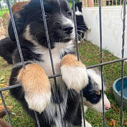 Suzy a rejoint le concours — aidez-le/la à gagner de superbes lots ! puppy, dog, fence, grass, outdoor, animal, pet, cute, black_and_white, tan_paws, playful, young, enclosure, nature, fur, muzzle, nose, ears, curious, daylight