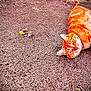cat, orange_tabby, outdoor, dry_soil, cracked_earth, pet, animal, feline, lying_down, curious, sunlight, nature, close_up, whiskers, ears, paws, ground, texture, daylight, relaxed