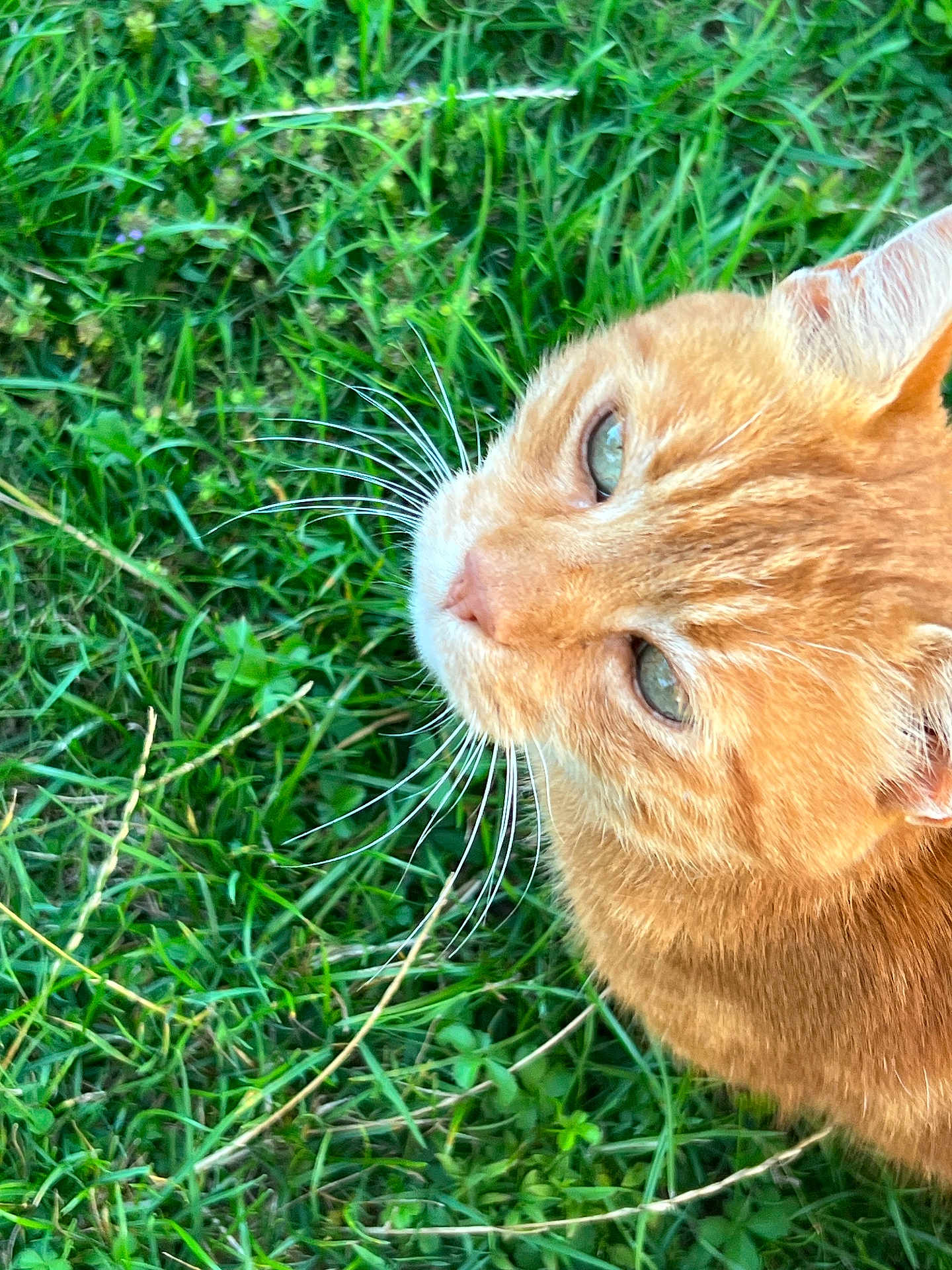 Biscuit