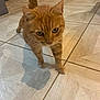 cat, ginger_cat, pet, animal, floor, tile_floor, indoor, curious, whiskers, tail, walking, feline, close_up, domestic_cat, mammal, ears, paws, eyes, home, cute