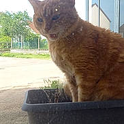 Biscuit a rejoint le concours — aidez-le/la à gagner de superbes lots ! cat, orange_cat, tabby, plant_pot, window, outdoor, meowing, animal, pet, feline, grass, tree, building, reflection, daylight, nature, garden, house, curious, sitting