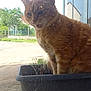 cat, orange_cat, tabby, plant_pot, window, outdoor, meowing, animal, pet, feline, grass, tree, building, reflection, daylight, nature, garden, house, curious, sitting